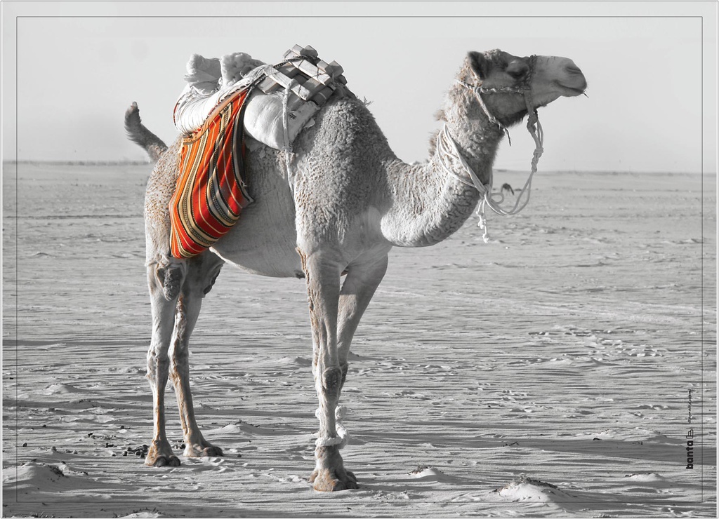 Rashed Almubarak
