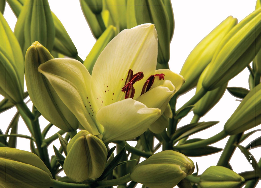 X04356